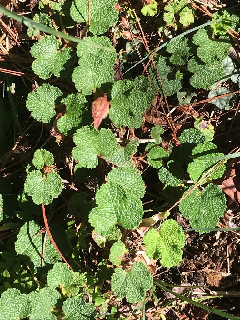 Rubus Pentalobus