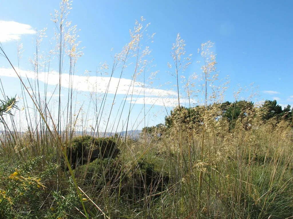 Stipa Gigantea