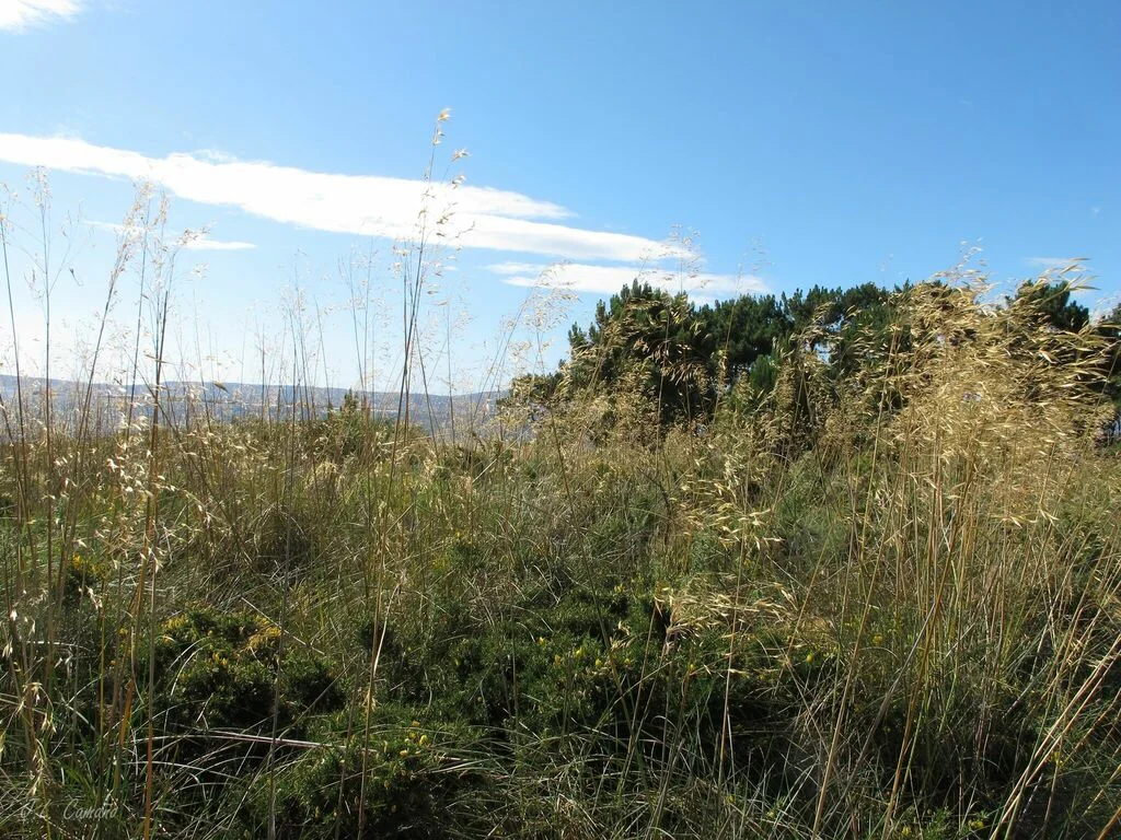 Stipa Gigantea