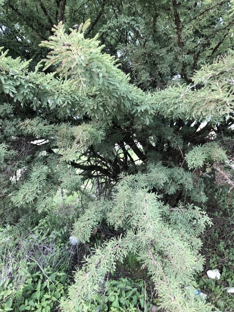 Acacia Schaffneri