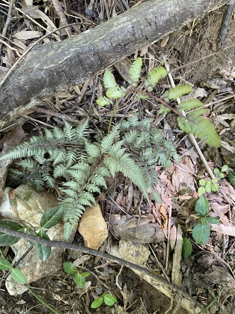 Athyrium Niponicum Var. Pictum
