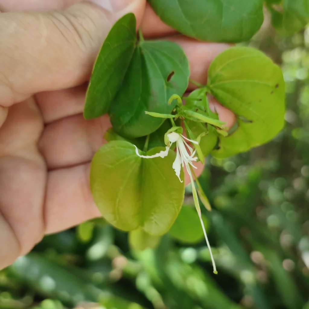 Bauhinia Mexicana