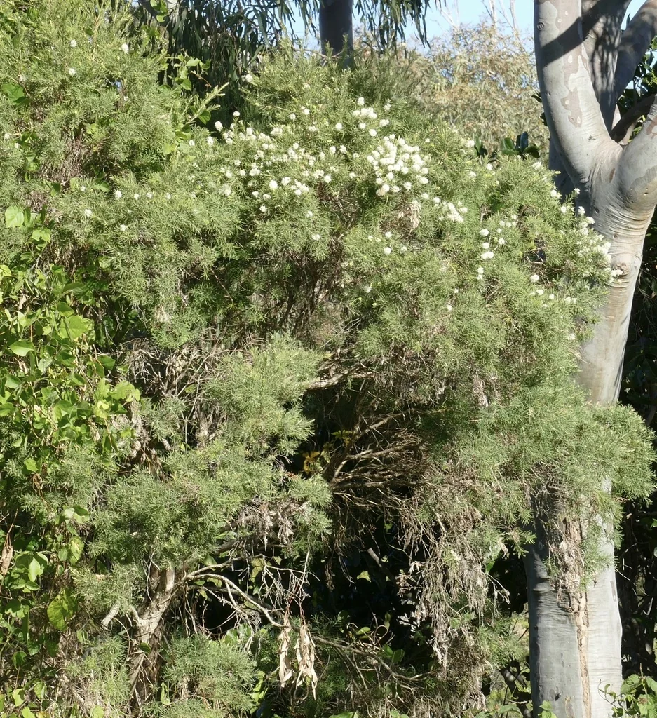 Melaleuca Linariifolia