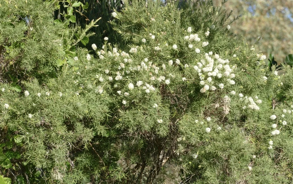 Melaleuca Linariifolia