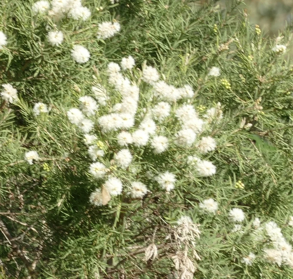Melaleuca Linariifolia