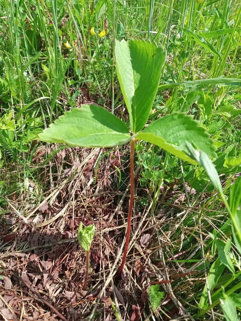 Fragaria ananassa