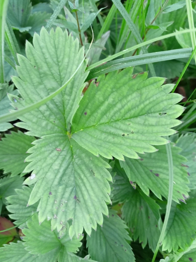 Fragaria ananassa