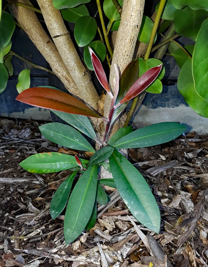 Tristaniopsis Laurina