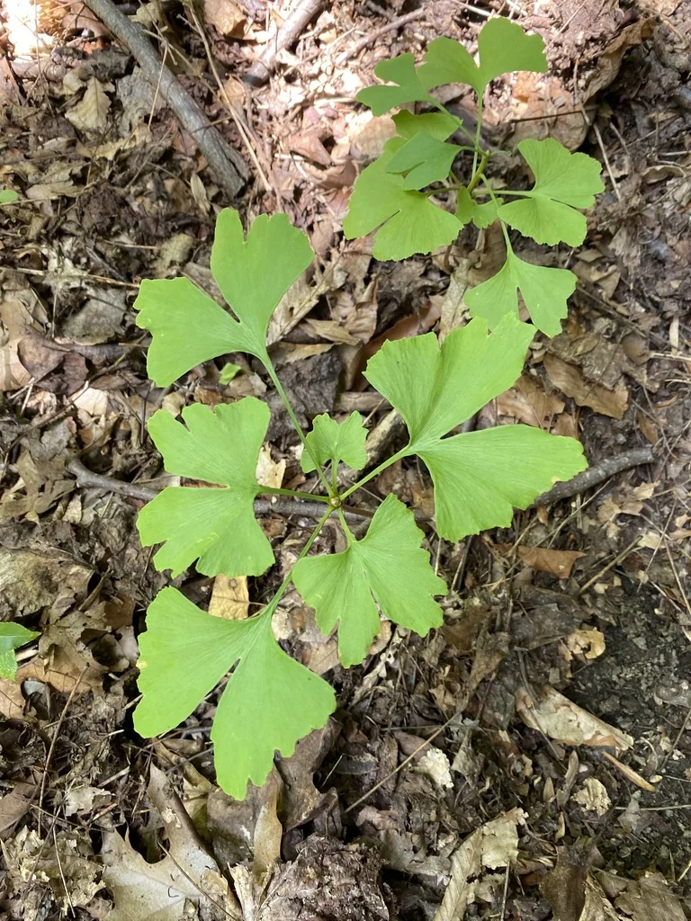 Ginkgo Biloba