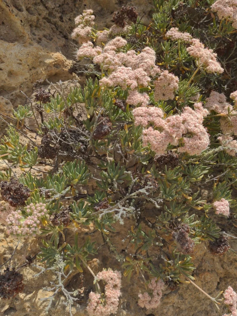 Eriogonum Arborescens
