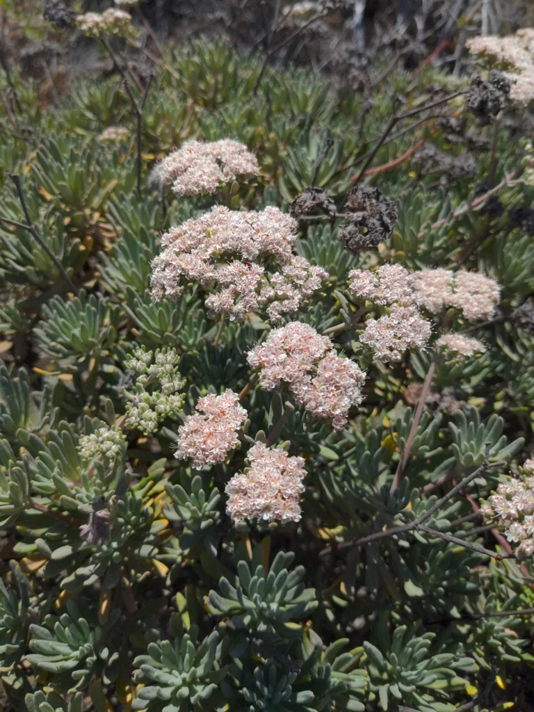 Eriogonum Arborescens