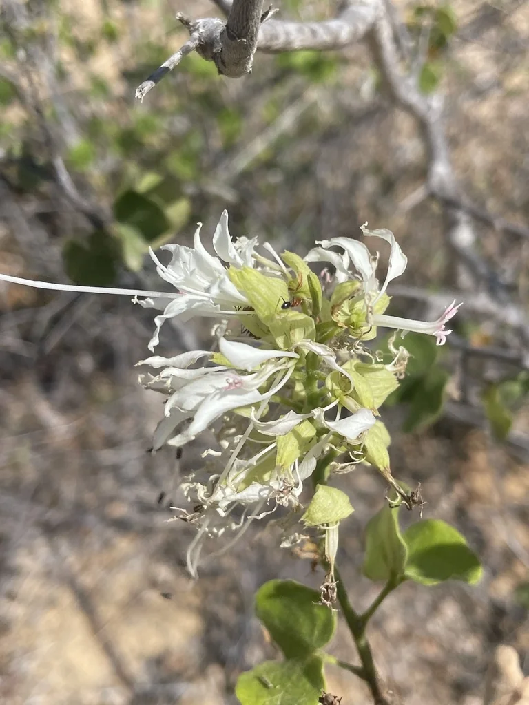 Bauhinia Mexicana