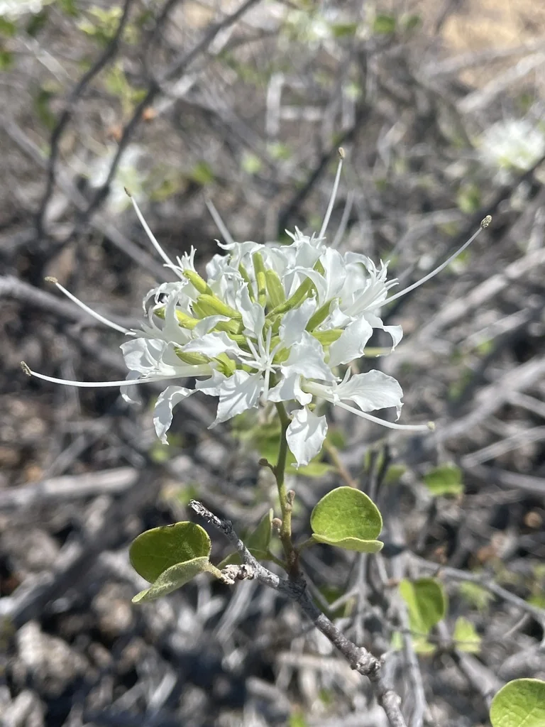 Bauhinia Mexicana