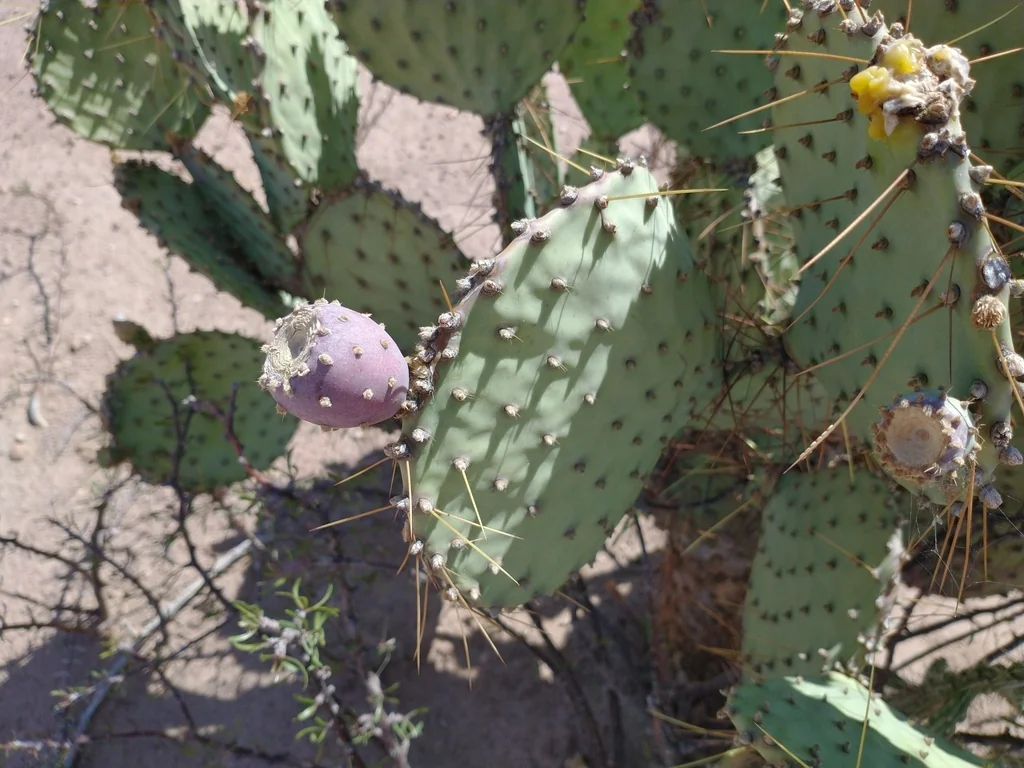 Opuntia Macrocentra