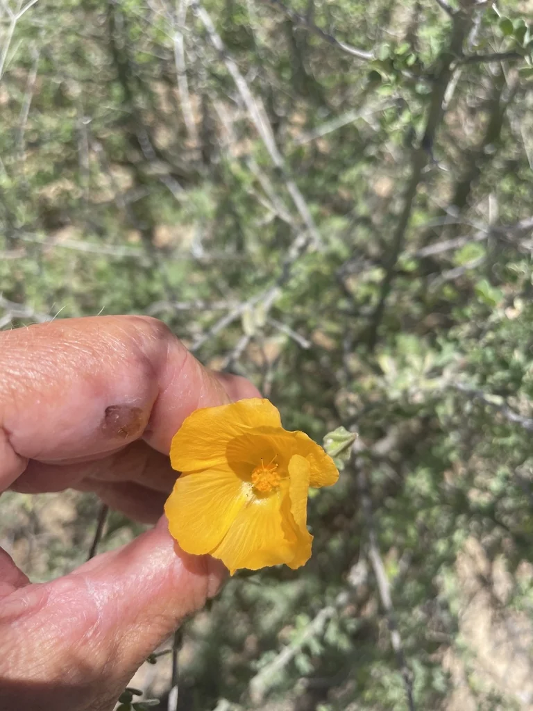 Abutilon Palmeri