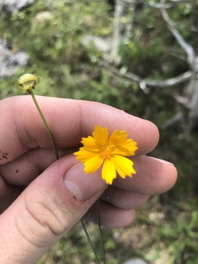 Coreopsis Grandiflora