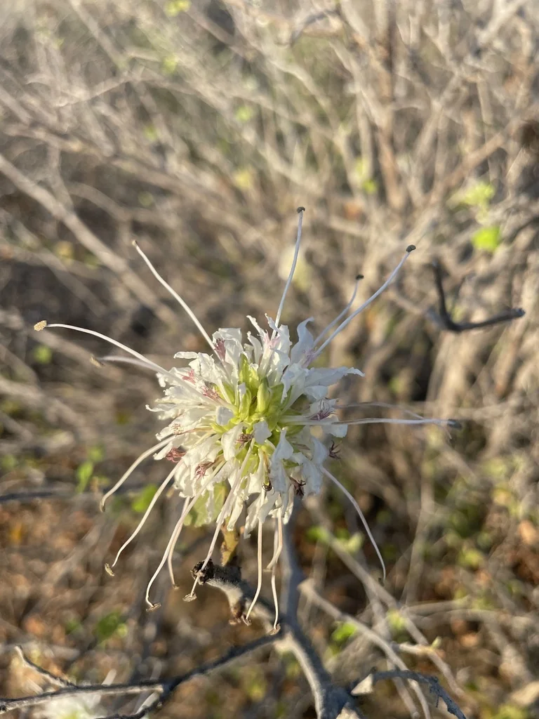 Bauhinia Mexicana