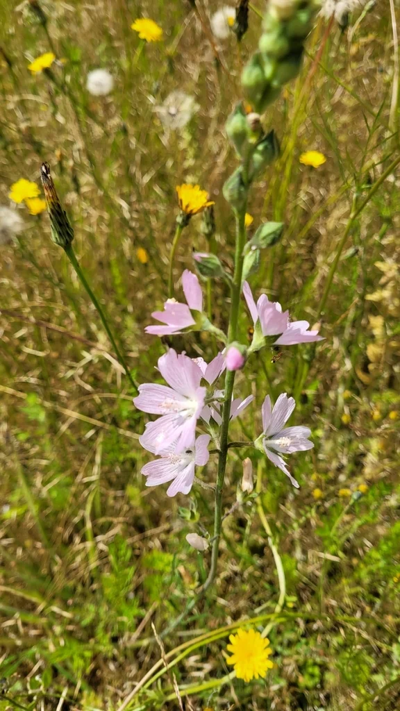 Sidalcea Campestris