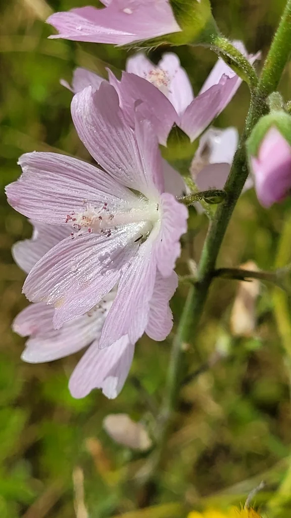 Sidalcea Campestris