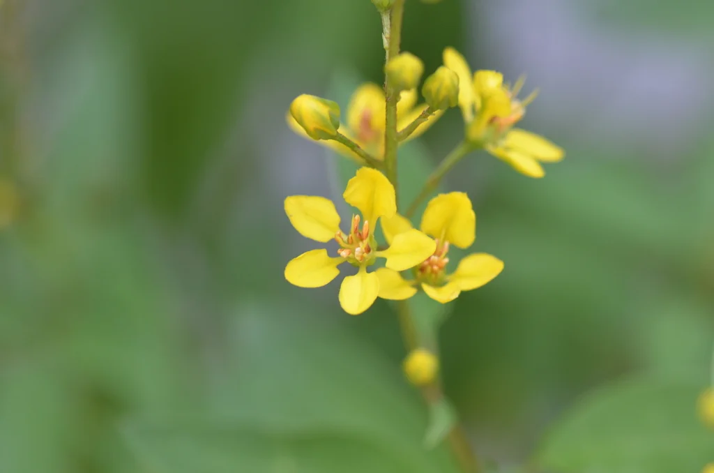 Galphimia Gracilis