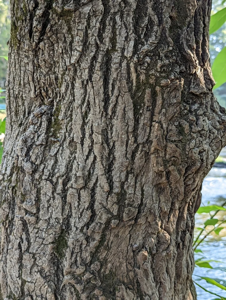 Nyssa Aquatica