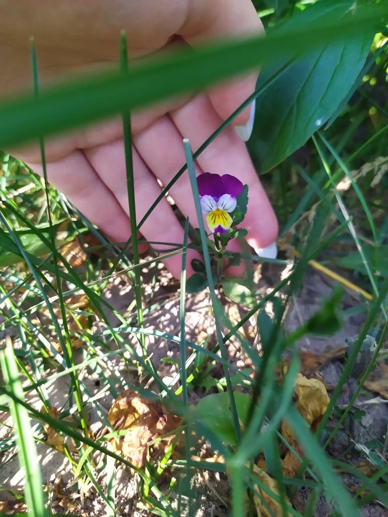 Viola X Wittrockiana