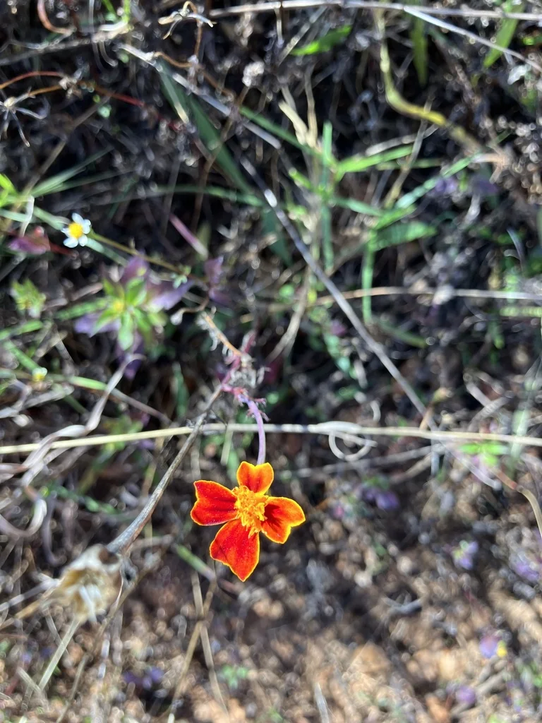 Tagetes Patula