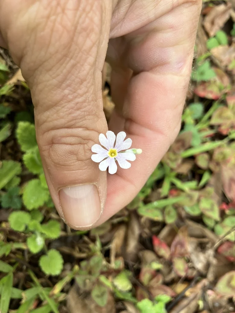 Primula Malacoides