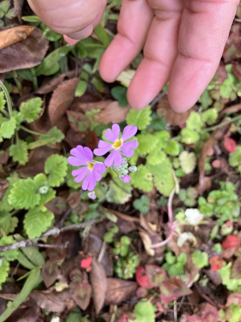 Primula Malacoides