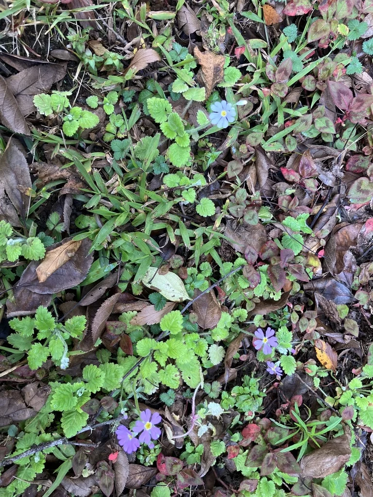 Primula Malacoides