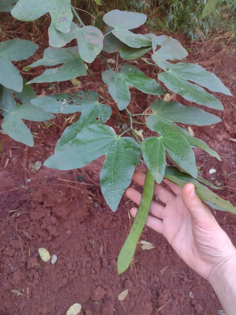 Bauhinia forficata