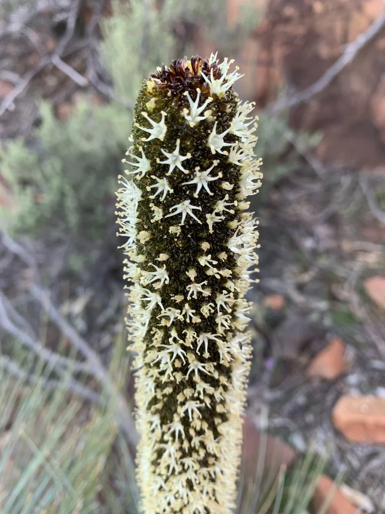 Xanthorrhoea Quadrangulata