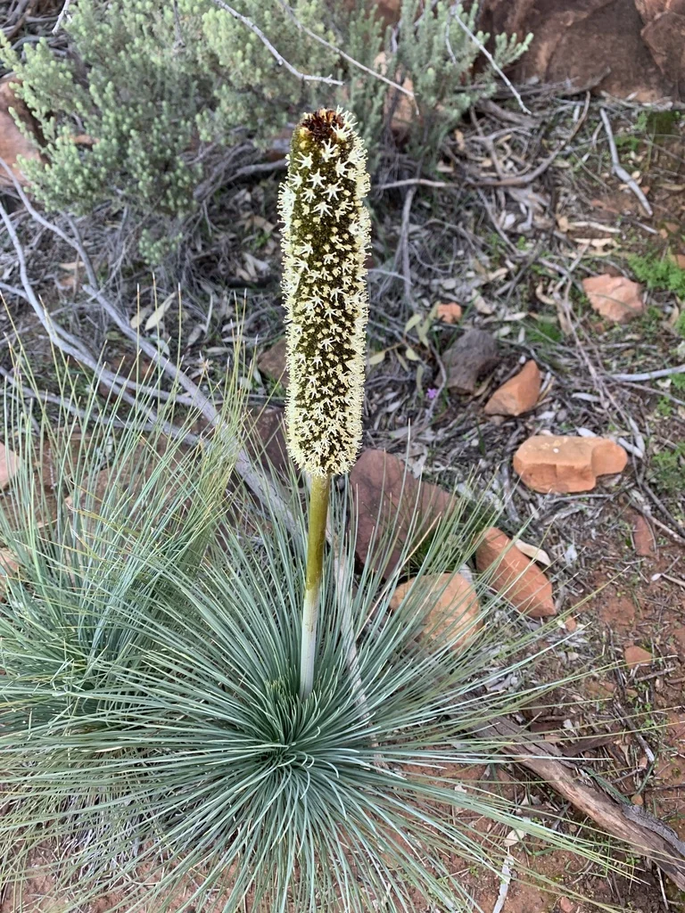 Xanthorrhoea Quadrangulata