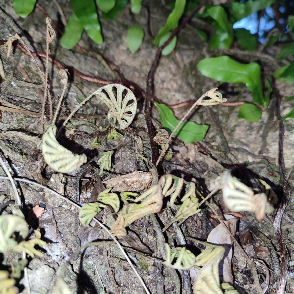 Pleopeltis polypodioides