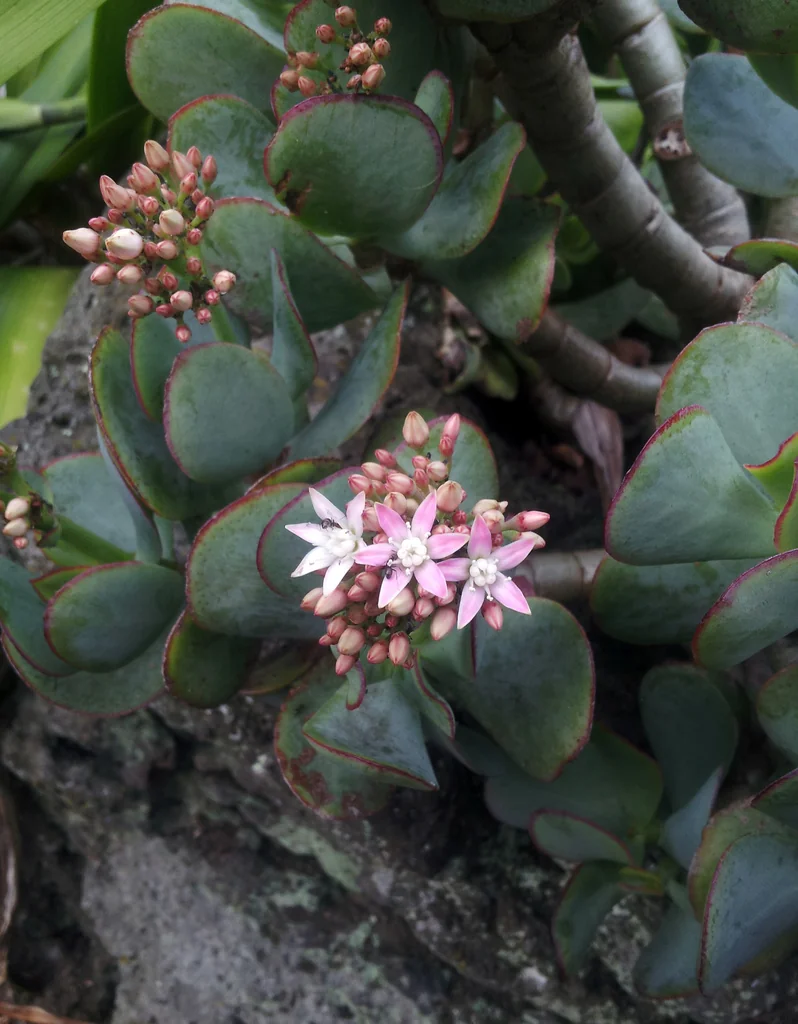 Crassula Arborescens