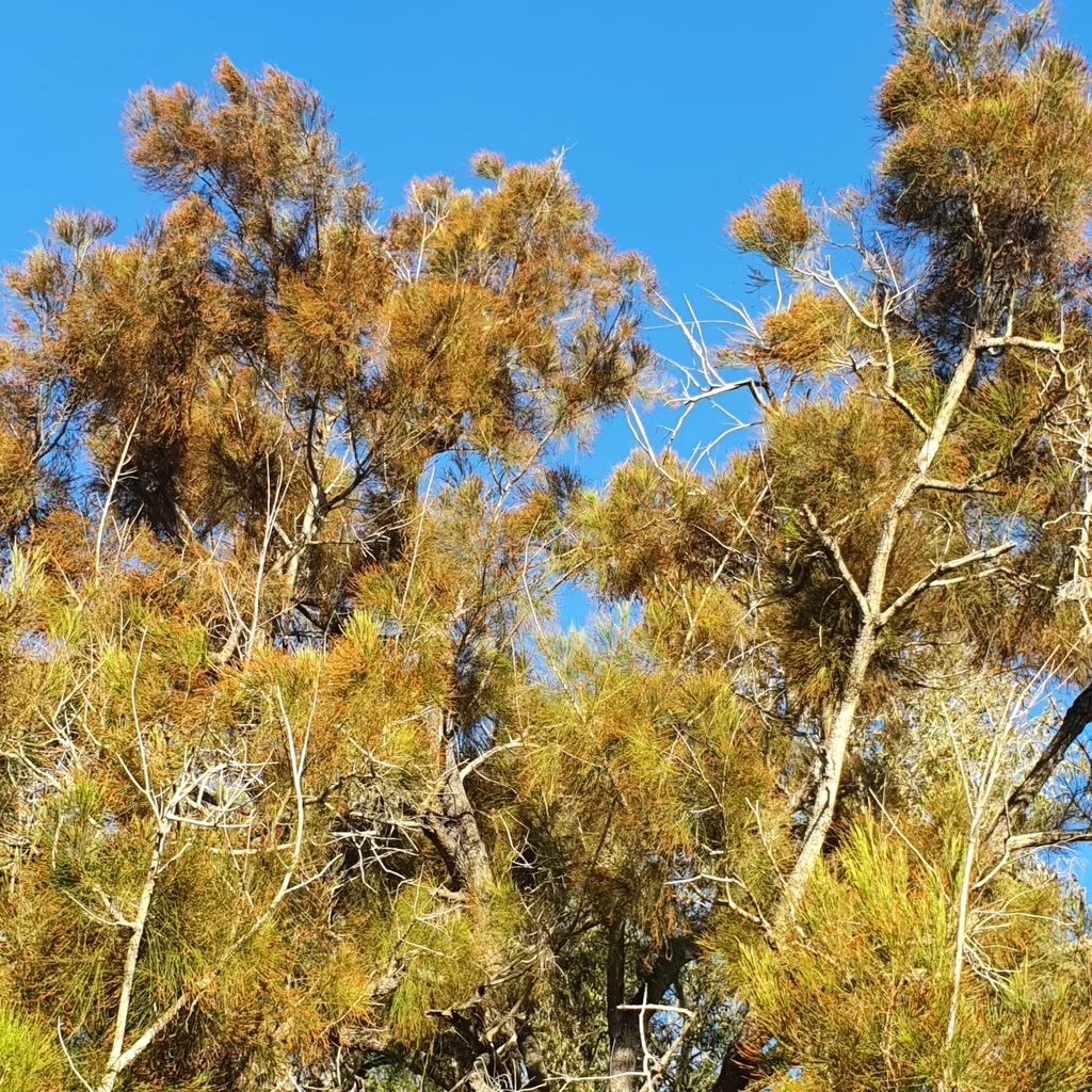 Casuarina Cunninghamiana