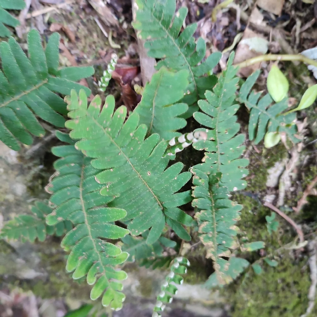 Pleopeltis polypodioides