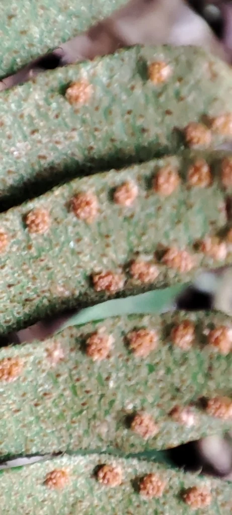 Pleopeltis polypodioides