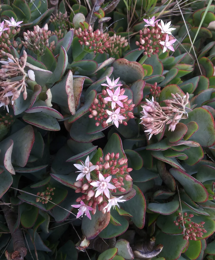 Crassula Arborescens