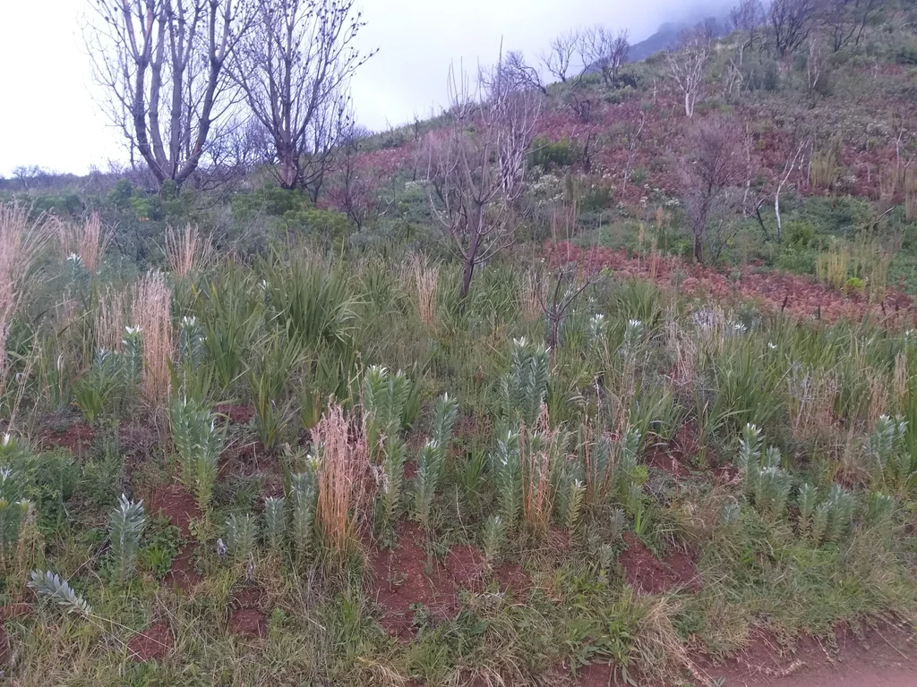 Leucadendron Argenteum