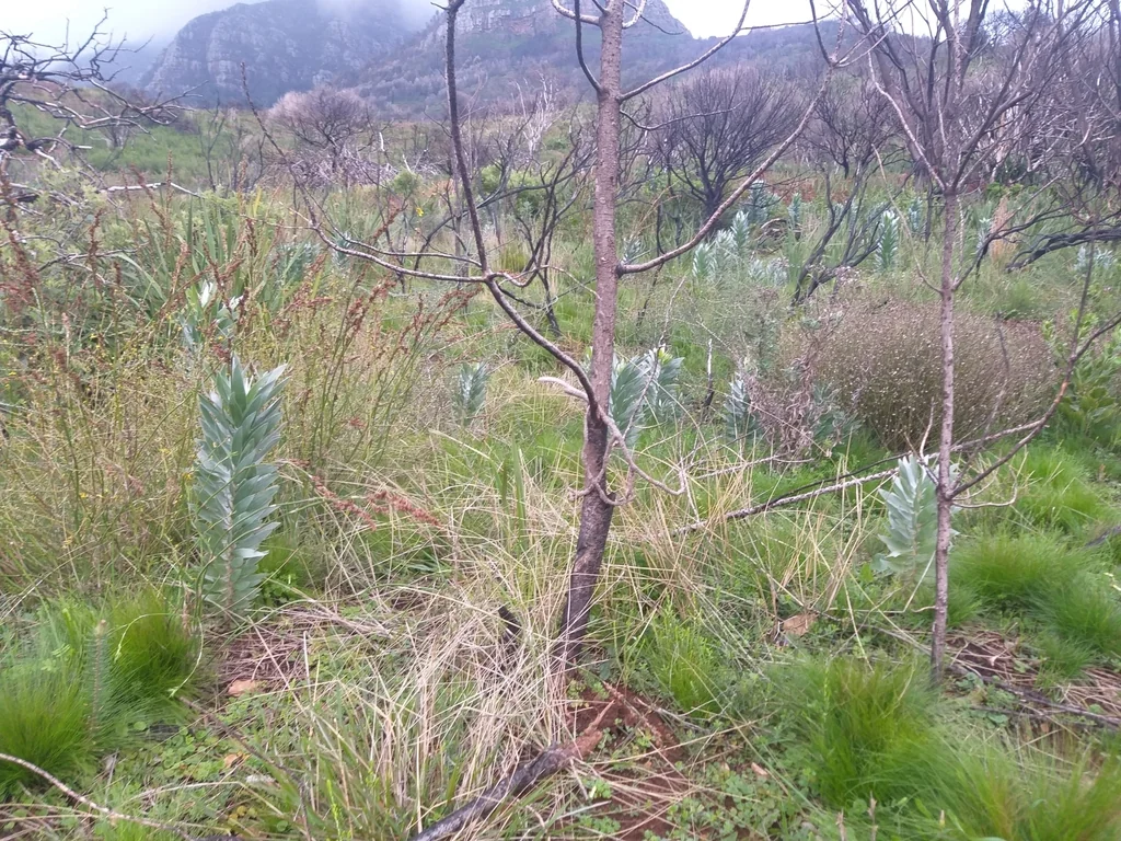 Leucadendron Argenteum
