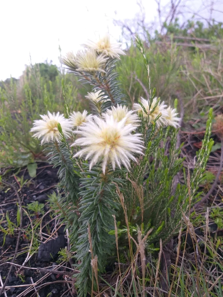 Phylica Pubescens