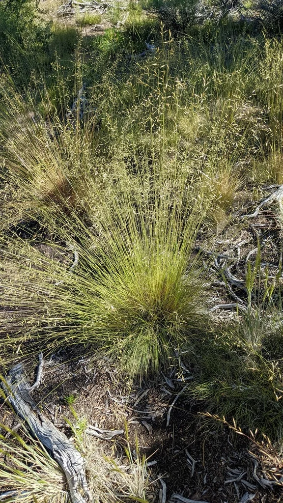 Festuca Idahoensis