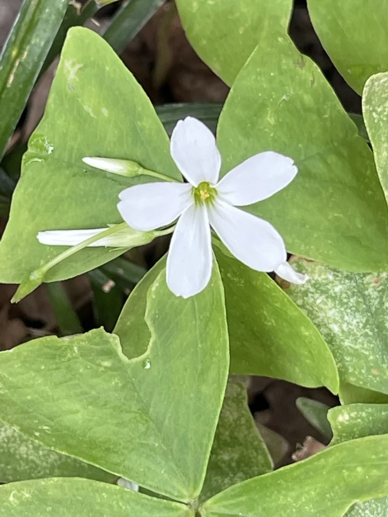 Oxalis Triangularis