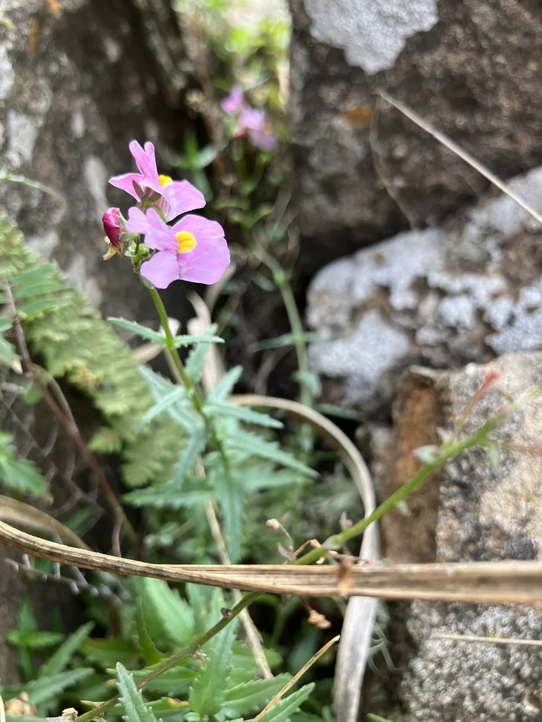 Nemesia fruticans
