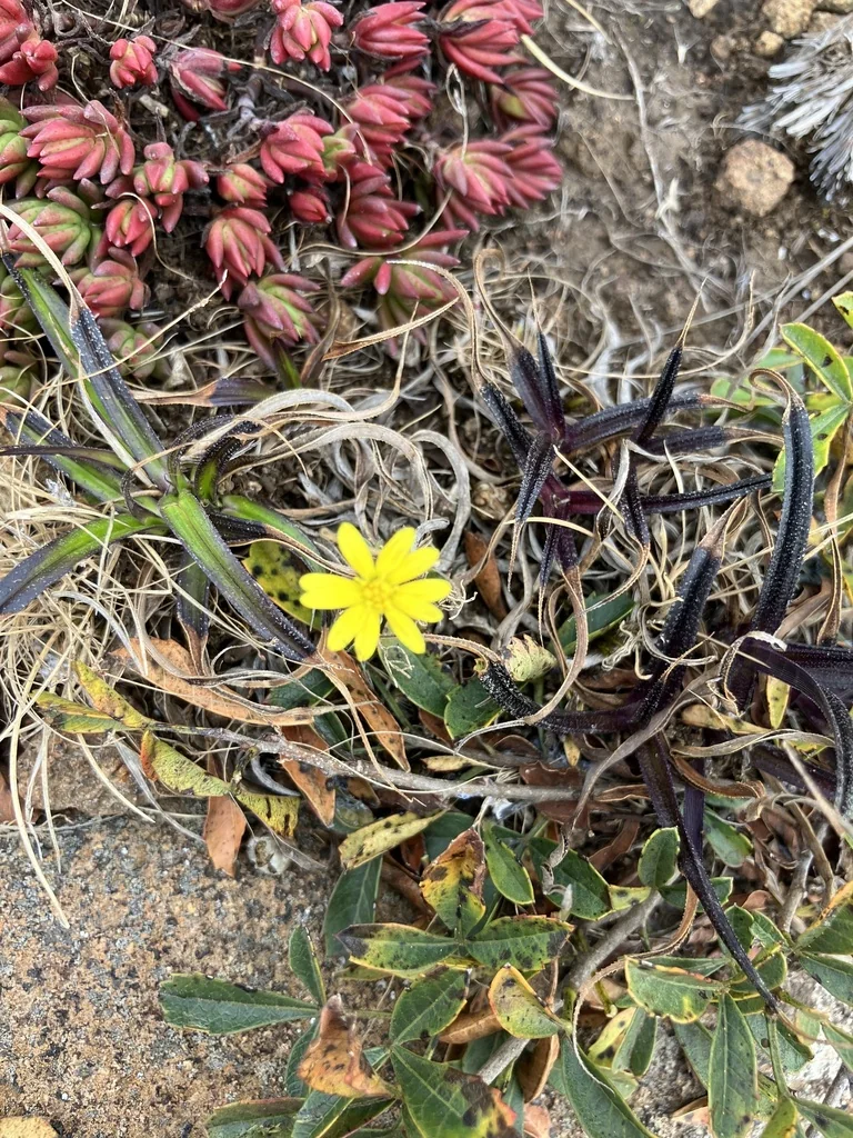 Gazania Krebsiana