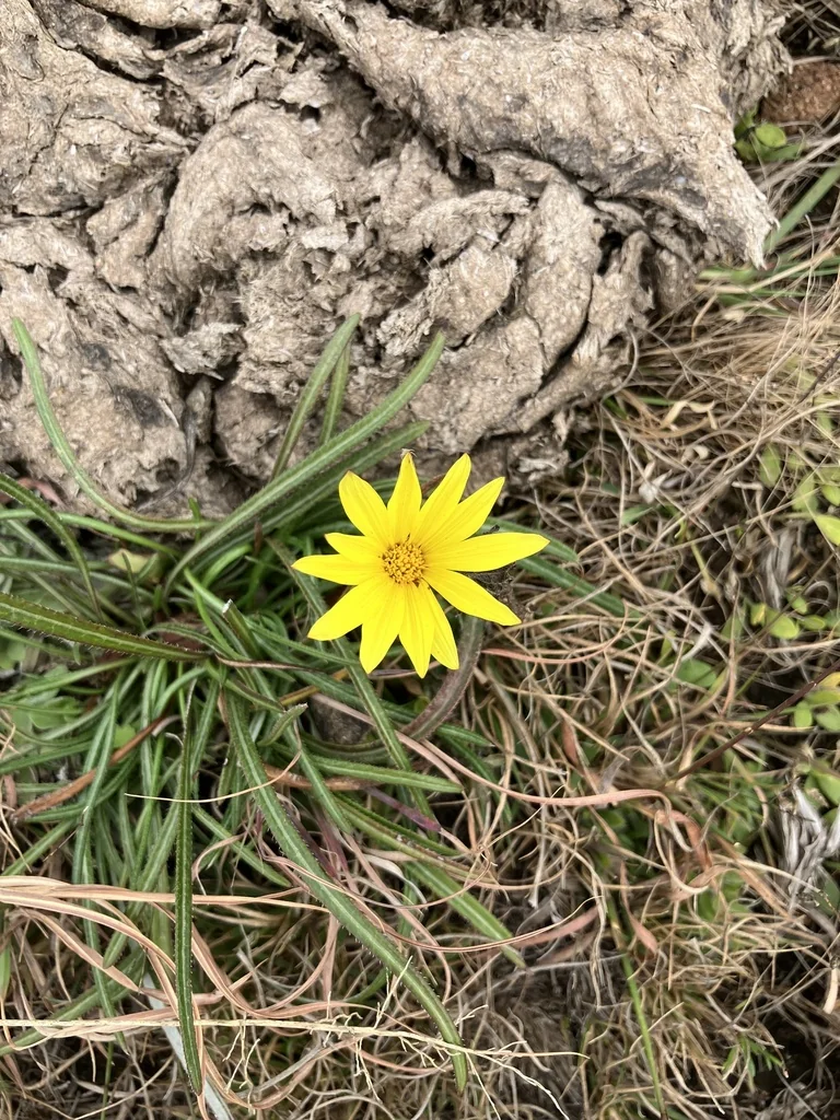 Gazania Krebsiana