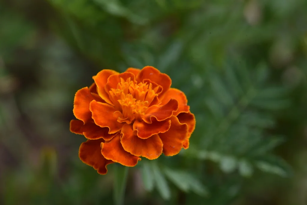 Tagetes Patula