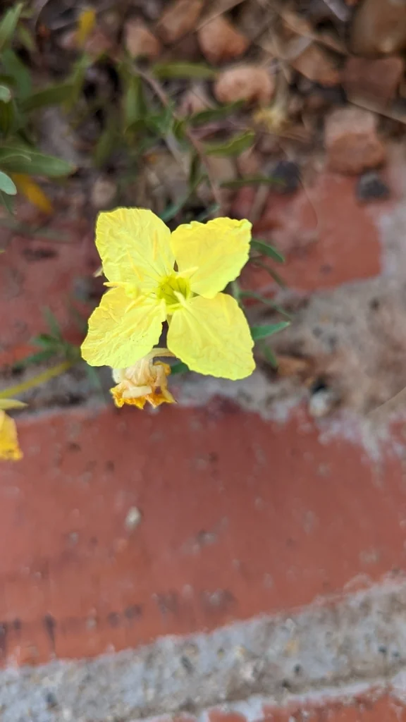 Calylophus Hartwegii