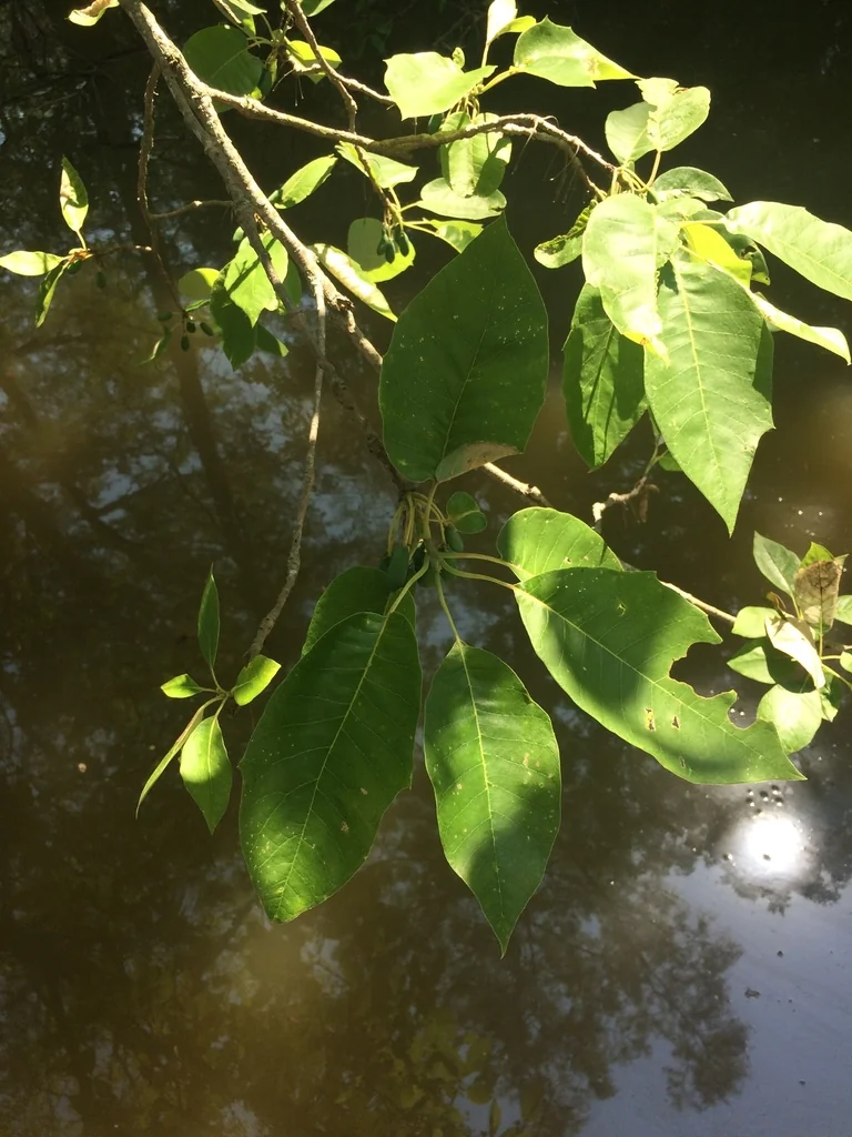 Nyssa Aquatica